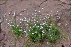 Eriocaulon cinereum